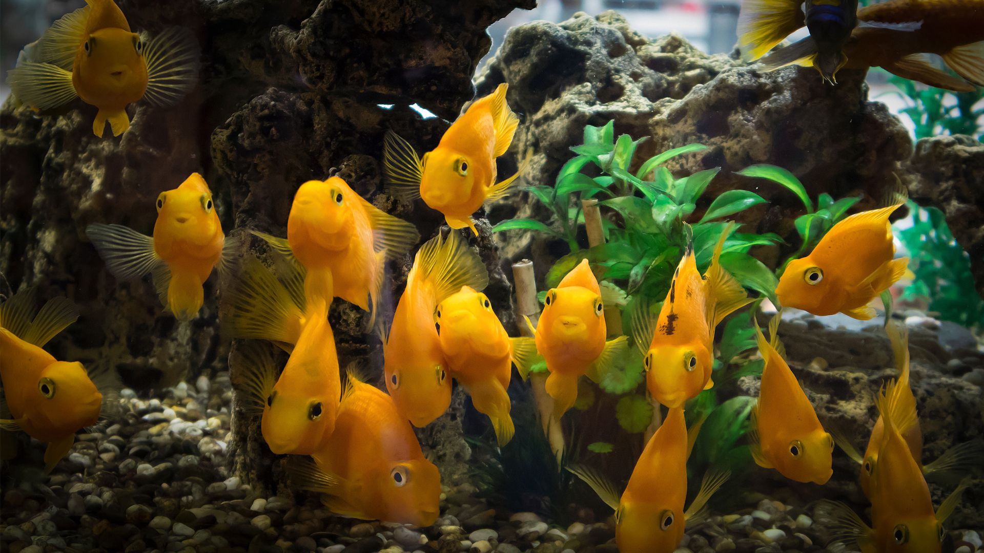 Photometer PRO - The Ultimate Guide to Aquarium Lighting for Plants